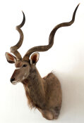 Kudu  Nr. 93 Recordbulle lt. Rowland Ward