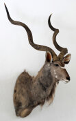Kudu  Nr. 93 Recordbulle lt. Rowland Ward