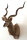 Kudu  Nr. 93 Recordbulle lt. Rowland Ward