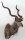 Kudu  Nr. 93 Recordbulle lt. Rowland Ward