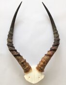 Impalahörner mit Schädelplatte Nr. 274