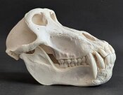 Affenschädel XL - Länge 22,5 cm Nr. 2180