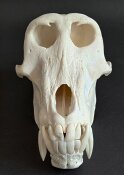 Affenschädel XL - Länge 22,5 cm Nr. 2180