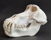 Affenschädel XL - Länge 22,5 cm Nr. 2180