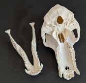 Affenschädel XL - Länge 22,5 cm Nr. 2180