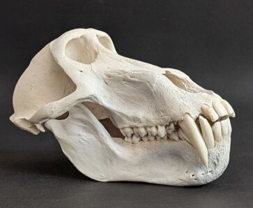 Affenschädel XXL vom Pavian - Länge 23,5 cm Nr. 2181