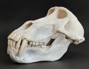Affenschädel XXL vom Pavian - Länge 23,5 cm Nr. 2181