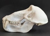Affenschädel XXL vom Pavian - Länge 23,5 cm Nr. 2181