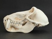 Affenschädel XL vom Pavian - Länge 21 cm Nr. 2182