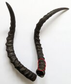 Impalahörner Nr. 224 B-Ware
