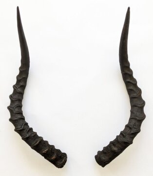 Impalahörner Nr. 226 B-Ware