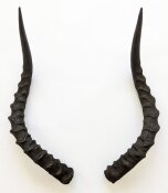 Impalahörner Nr. 226 B-Ware