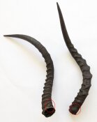 Impalahörner Nr. 226 B-Ware