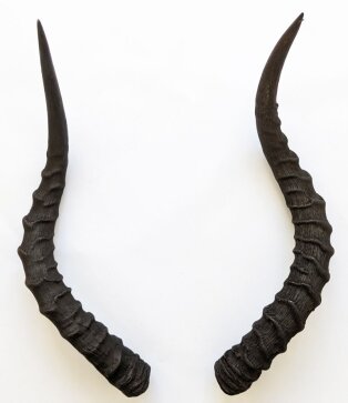 Impalahörner Nr. 227 B-Ware