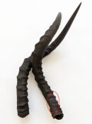 Impalahörner Nr. 227 B-Ware