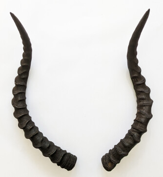 Impalahörner Nr. 238 B-Ware
