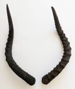 Impalahörner B-Ware Nr. 238