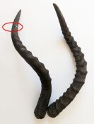 Impalahörner B-Ware Nr. 238