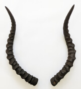 Impalahörner Nr. 238 B-Ware
