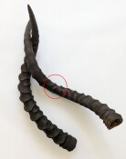 Impalahörner Nr. 238 B-Ware