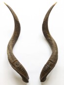 Kuduhörner Nr. 240 B-Ware