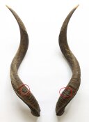 Kuduhörner Nr. 240 B-Ware