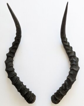 Impalahörner B-Ware Nr. 249