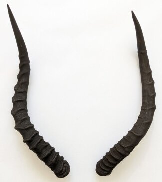 Impalahörner Nr. 249 B-Ware