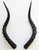 Impalahörner B-Ware Nr. 249