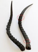 Impalahörner B-Ware Nr. 249