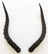 Impalahörner Nr. 249 B-Ware