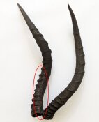 Impalahörner Nr. 249 B-Ware
