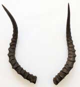 Impalahörner Nr. 250 B-Ware