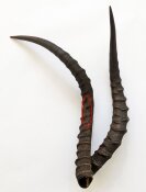 Impalahörner Nr. 250 B-Ware