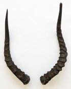Impalahörner Nr. 251