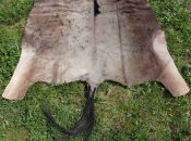 Streifengnu - Blue Wildebeest - Fell - Nr. 253 aus Südafrika