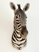 Steppenzebra 4