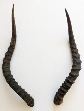 Impalahörner B-Ware Nr. 237