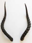 Impalahörner B-Ware Nr. 237