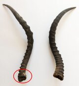 Impalahörner B-Ware Nr. 237