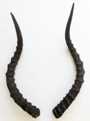 Impalahörner B-Ware Nr. 239