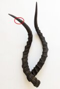 Impalahörner B-Ware Nr. 239
