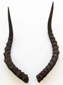 Impalahörner Nr. 267