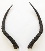 Impalahörner Nr. 268