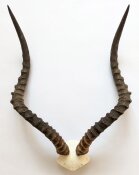 Impalahörner mit Schädelplatte Nr. 278