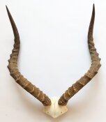Impalahörner mit Schädelplatte Nr. 279