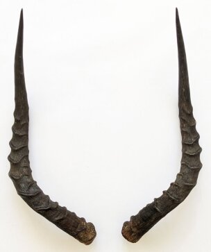 Impalahörner Nr. 280