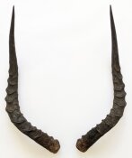 Impalahörner Nr. 280