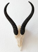 Springbocktrophäe B-Ware Nr. 288 aus Südafrika