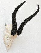 Springbocktrophäe B-Ware Nr. 288 aus Südafrika